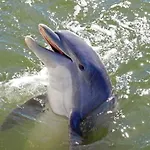 Bittern 15