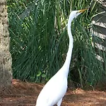 The Village At Palmetto Dunes Condominiums