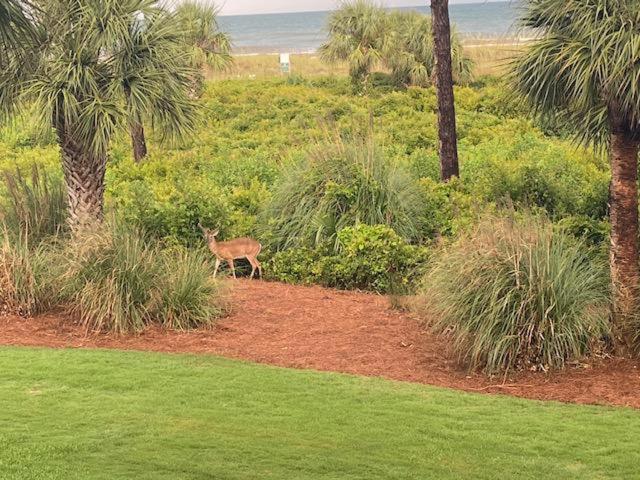 Shorewood Unit 210 Resort Hilton Head Island