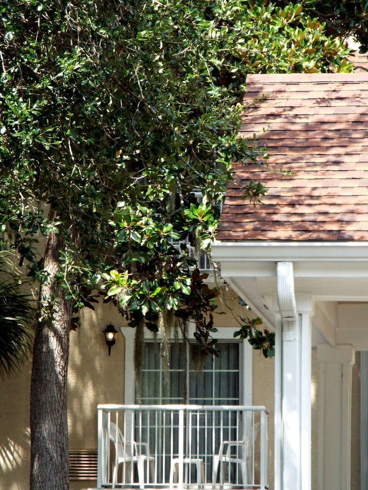 Palmera And Hilton Head Island