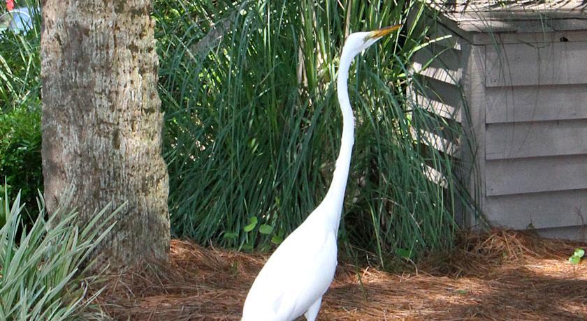The Village At Palmetto Dunes